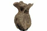 Triceratops Caudal Vertebra on Metal Stand - Wyoming #242360-8